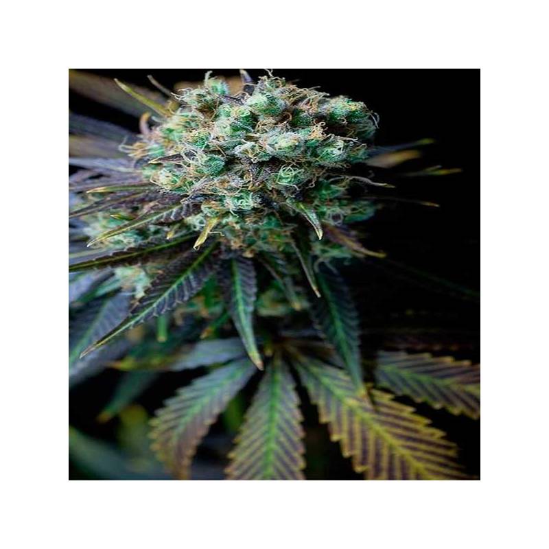 Pure CBD Feminizada de Pure Seeds