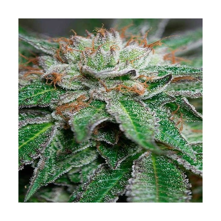 Bubba Kush Regular de Humboldt Seeds