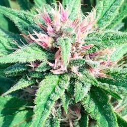 Bubba Hash Feminizada de Ace Seeds