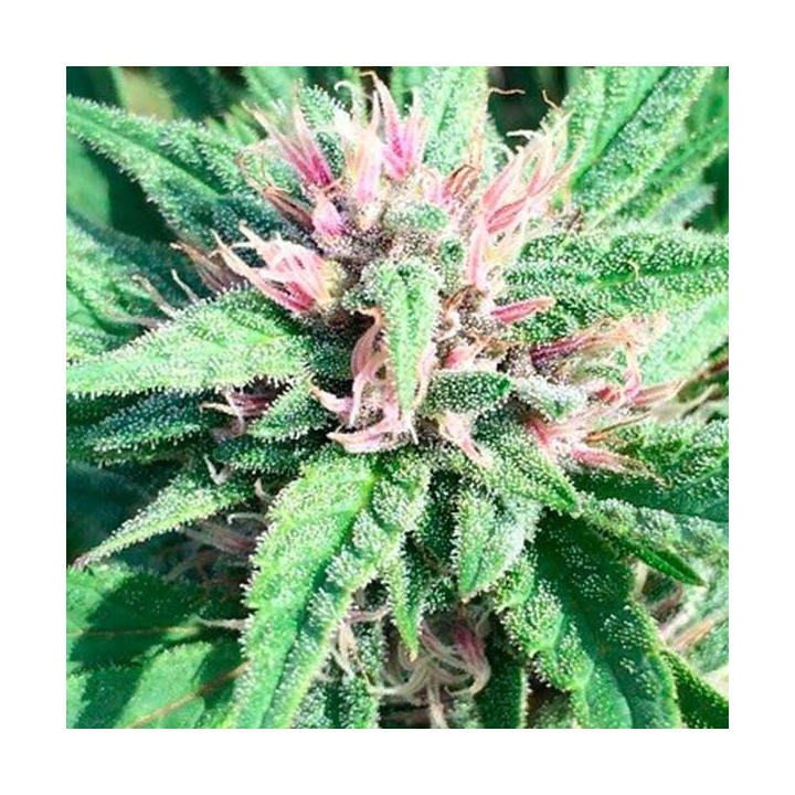 Bubba Hash Feminizada de Ace Seeds