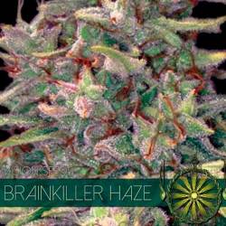 Brainkiller Haze Feminizada de Vision Seeds