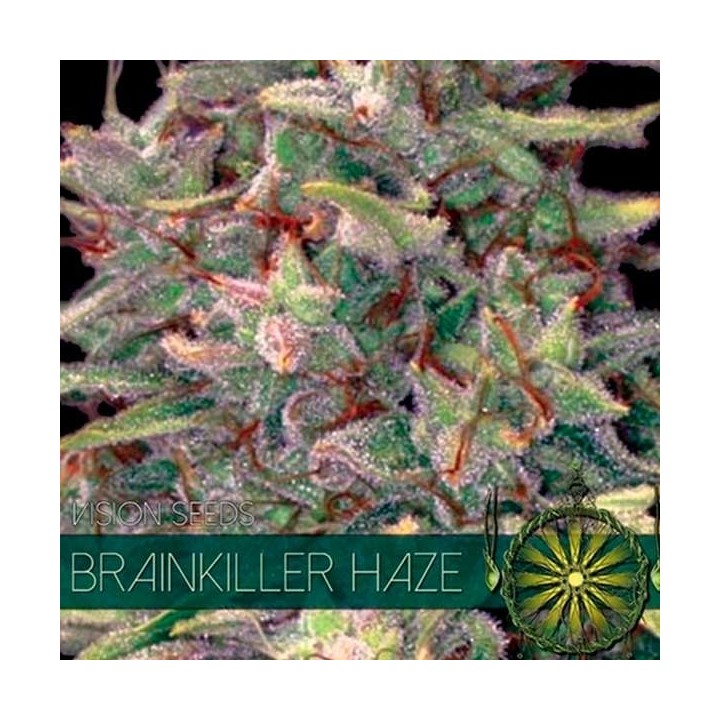 Brainkiller Haze Feminizada de Vision Seeds