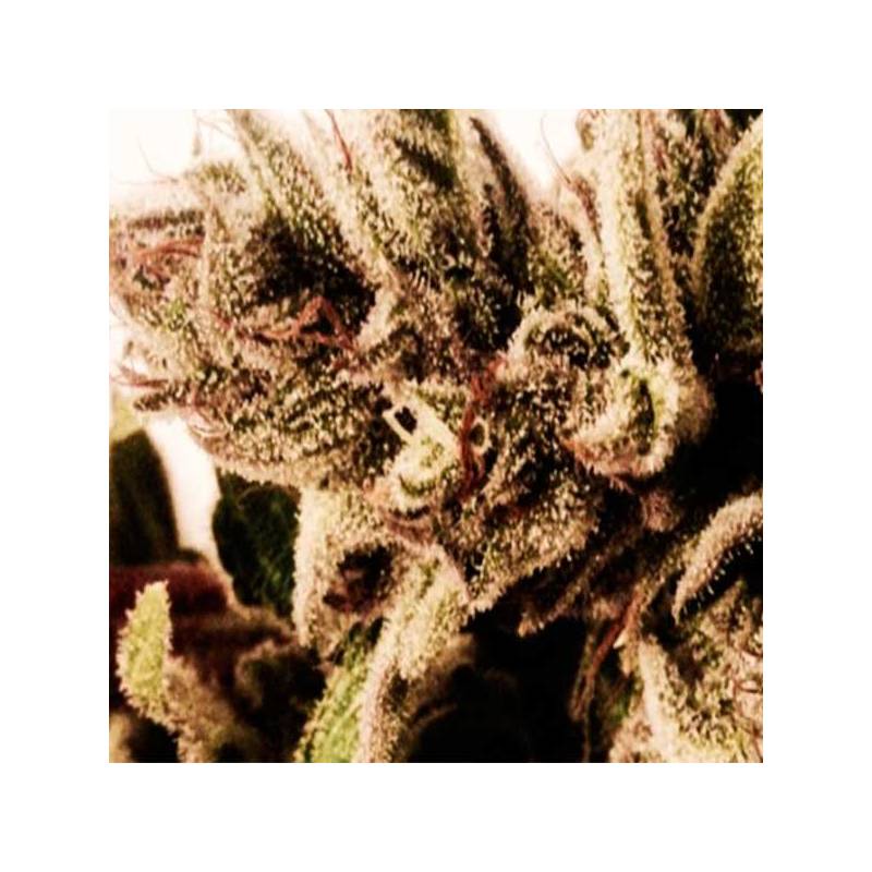 Ultra CBD Feminizada de Pure Seeds