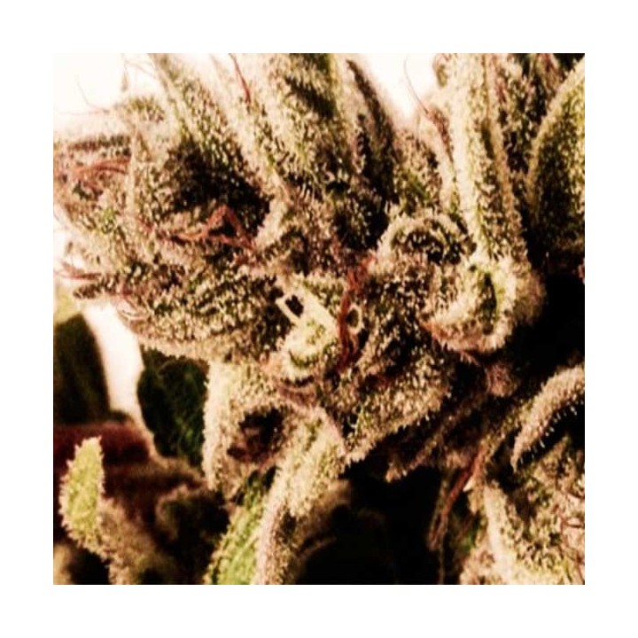 Ultra CBD Feminizada de Pure Seeds