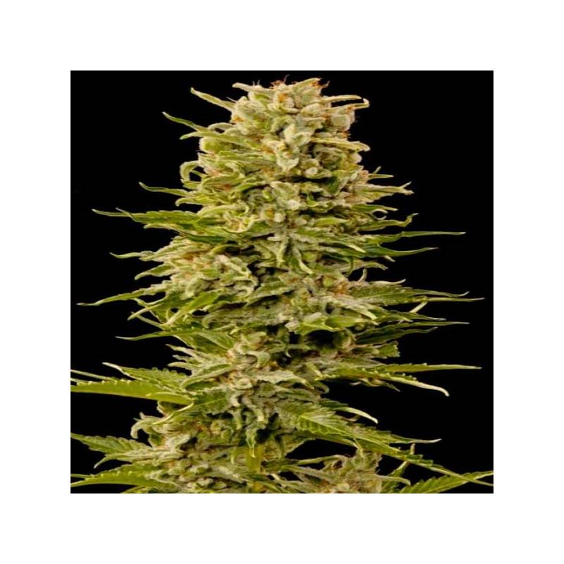 Custom X Autofloreciente Feminizada de Pure Seeds