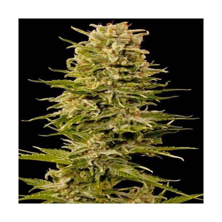 Custom X Autofloreciente Feminizada de Pure Seeds