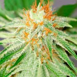 Shark Haze Feminizada de Pure Seeds