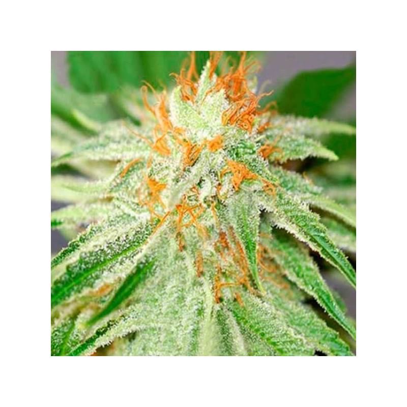 Shark Haze Feminizada de Pure Seeds