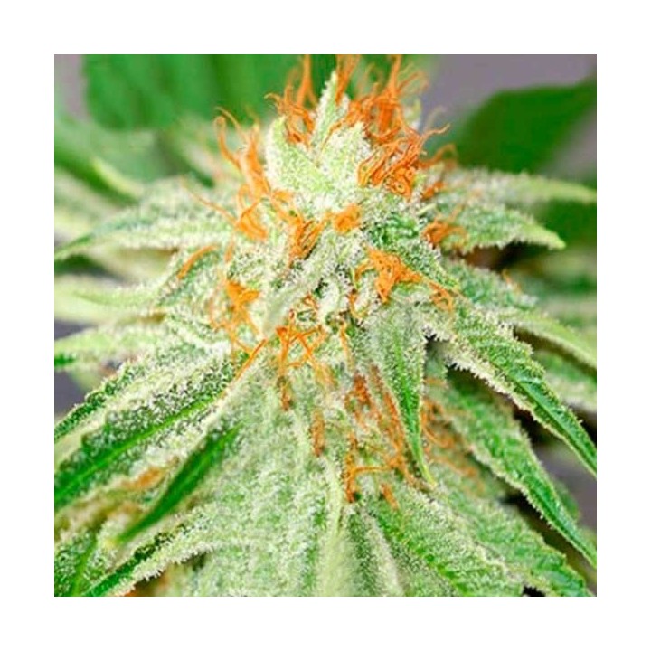 Shark Haze Feminizada de Pure Seeds