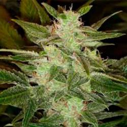 Speed Haze Autofloreciente Feminizada de Pure Seeds