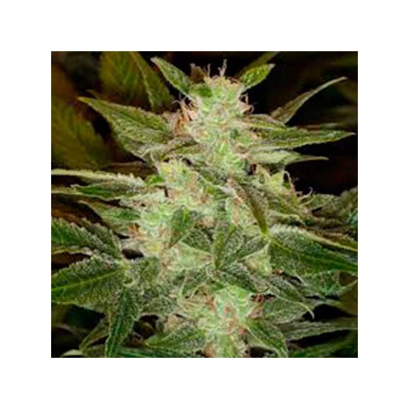 Speed Haze Autofloreciente Feminizada de Pure Seeds