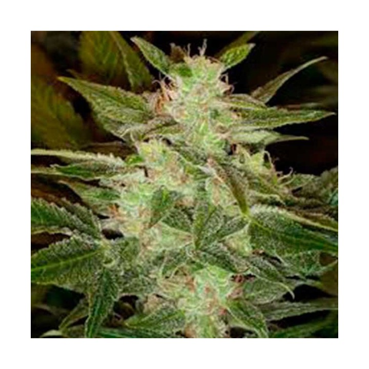 Speed Haze Autofloreciente Feminizada de Pure Seeds