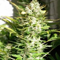 THC Autofloreciente Feminizada de Pure Seeds