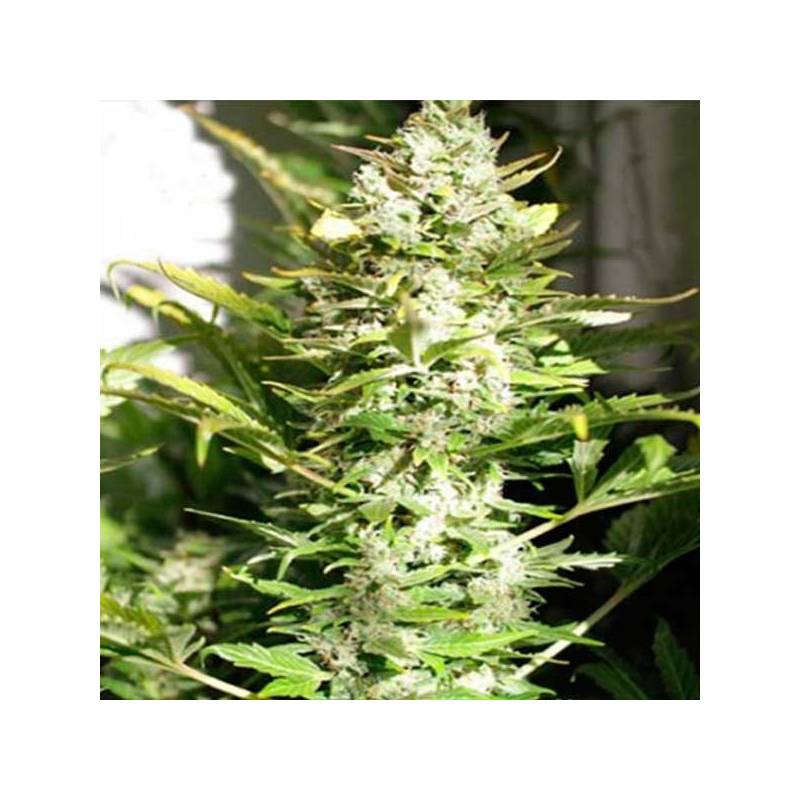 THC Autofloreciente Feminizada de Pure Seeds