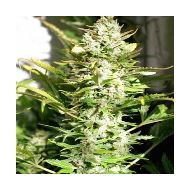 THC Autofloreciente Feminizada de Pure Seeds
