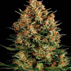 Viking Haze Feminizada de Pure Seeds