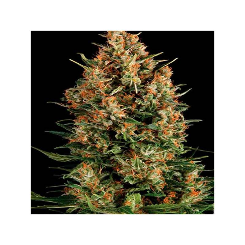 Viking Haze Feminizada de Pure Seeds