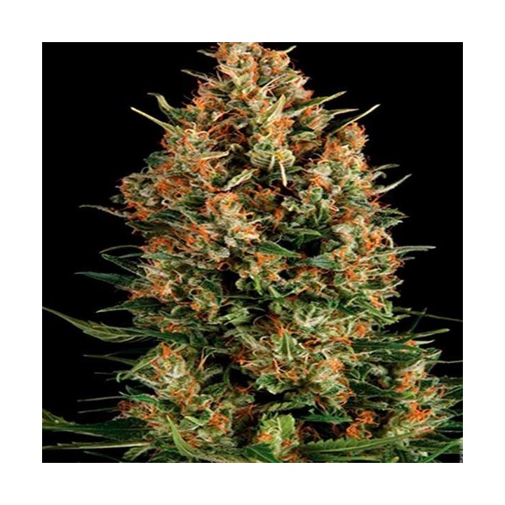 Viking Haze Feminizada de Pure Seeds