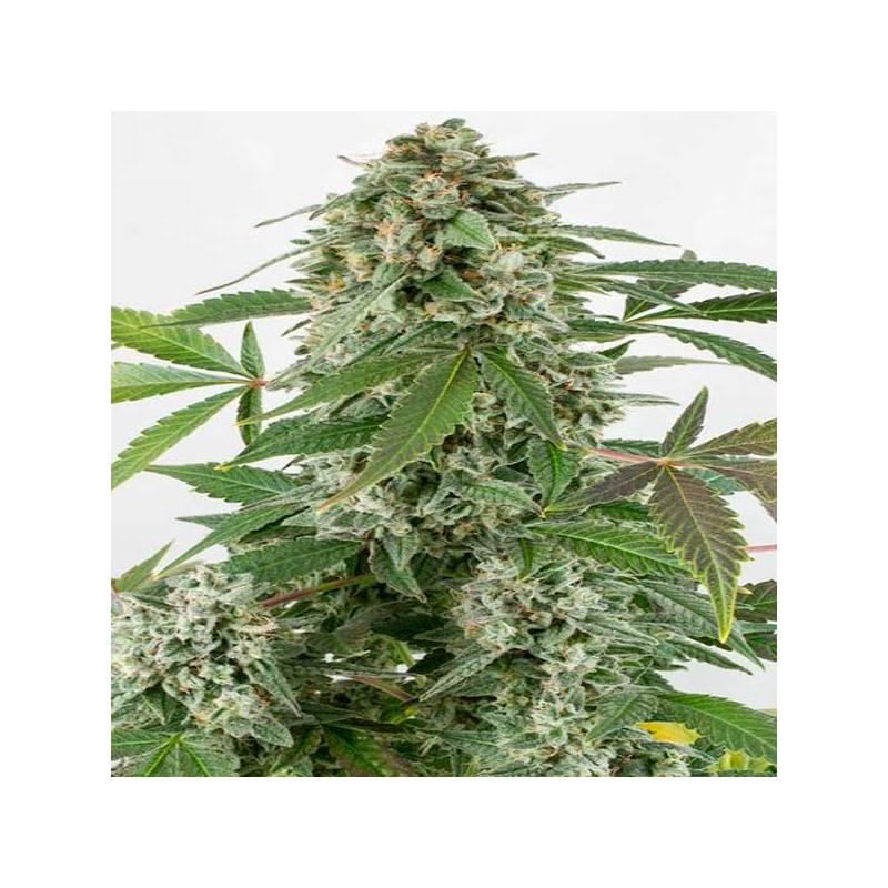 White Widow Feminizada de Pure Seeds