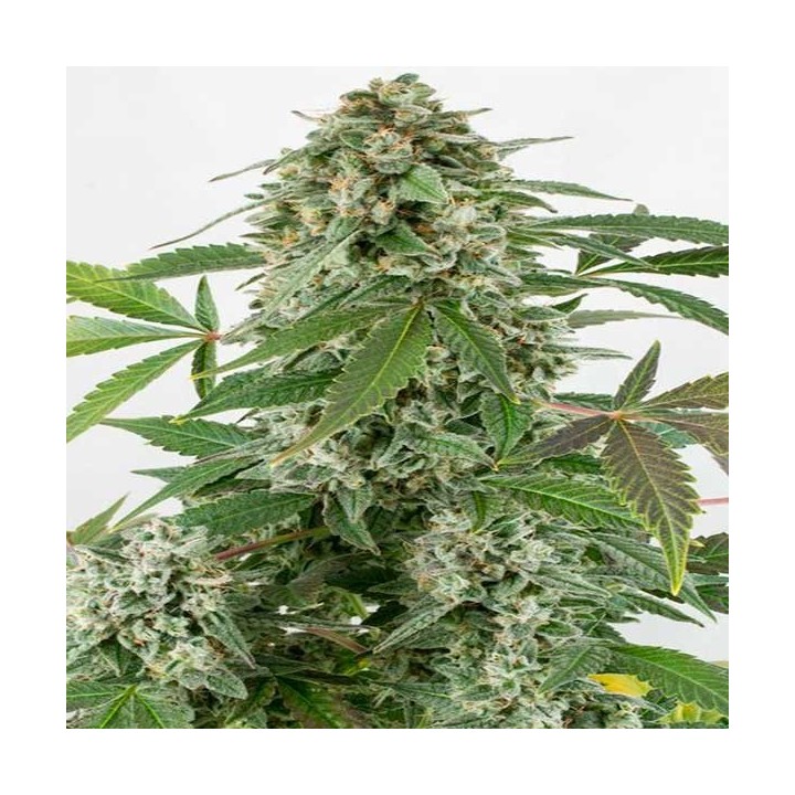 White Widow Feminizada de Pure Seeds