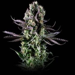 Blueberry Cheese Feminizada de Zambeza Seeds