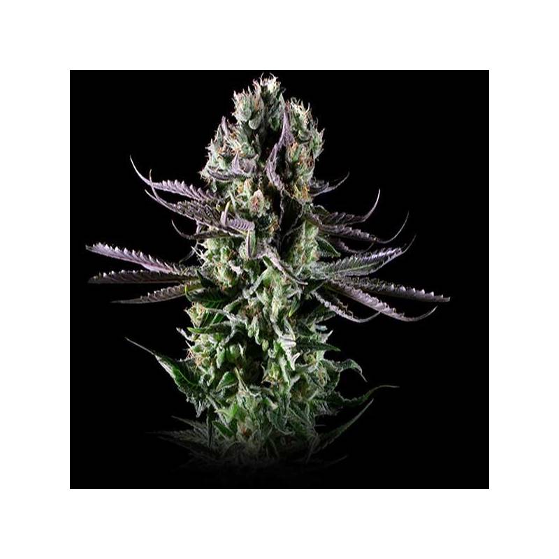 Blueberry Cheese Feminizada de Zambeza Seeds