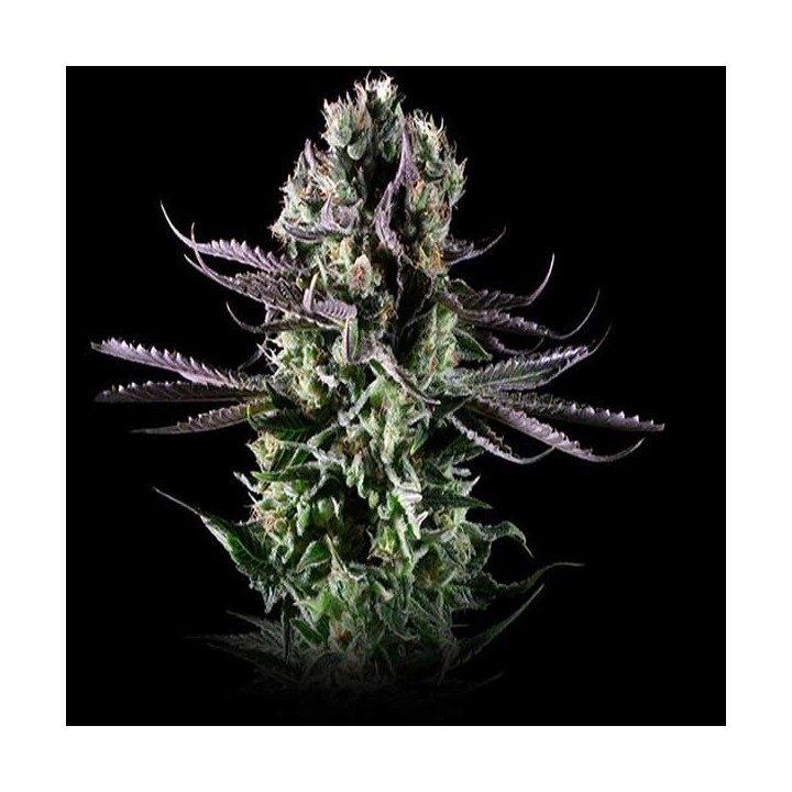 Blueberry Cheese Feminizada de Zambeza Seeds