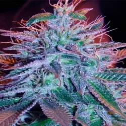 Blueberry Feminizada de Zambeza Seeds