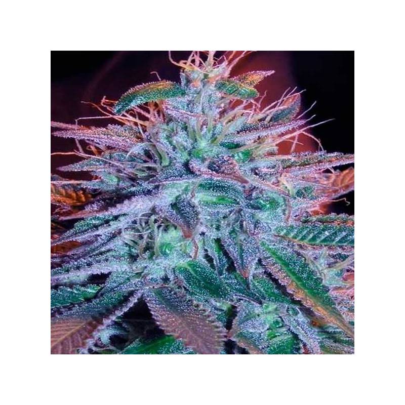 Blueberry Feminizada de Zambeza Seeds