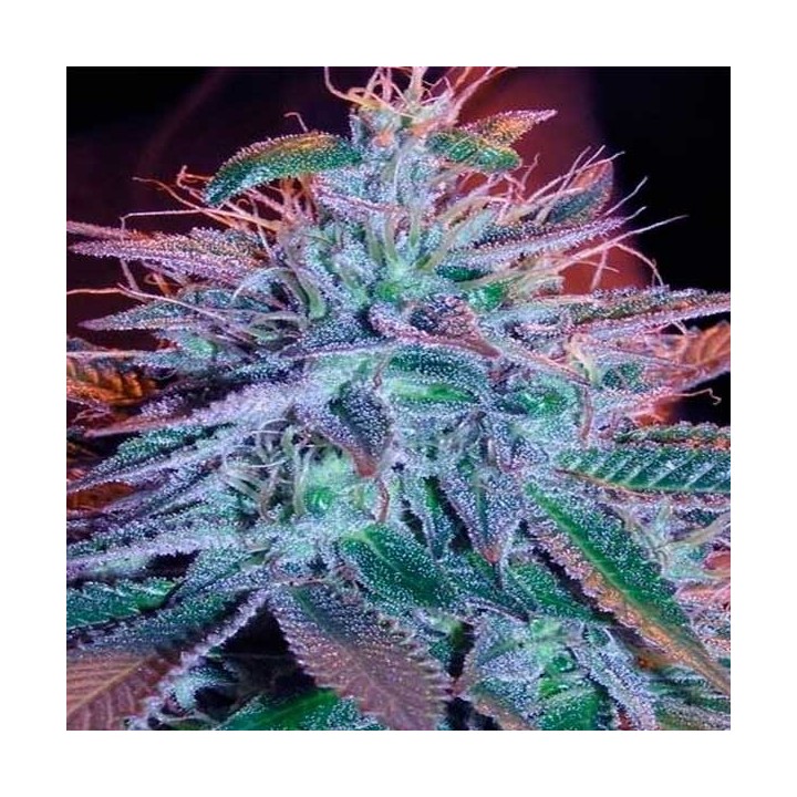 Blueberry Feminizada de Zambeza Seeds