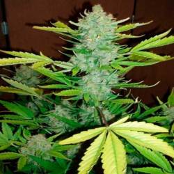 Blueberry Kush Autofloreciente Feminizada de Nirvana