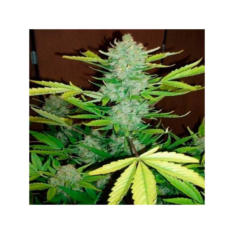 Blueberry Kush Autofloreciente Feminizada de Nirvana