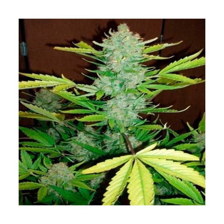Blueberry Kush Autofloreciente Feminizada de Nirvana