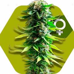 Blue Spider Feminizada de Zambeza Seeds