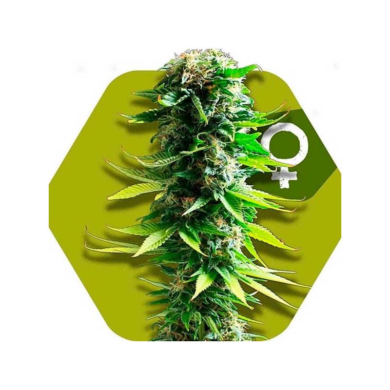 Blue Spider Feminizada de Zambeza Seeds Blue Spider Feminizada de Zambeza Seeds