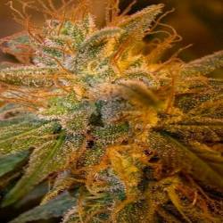 Blue Kush Berry Feminizada de Paradise Seeds