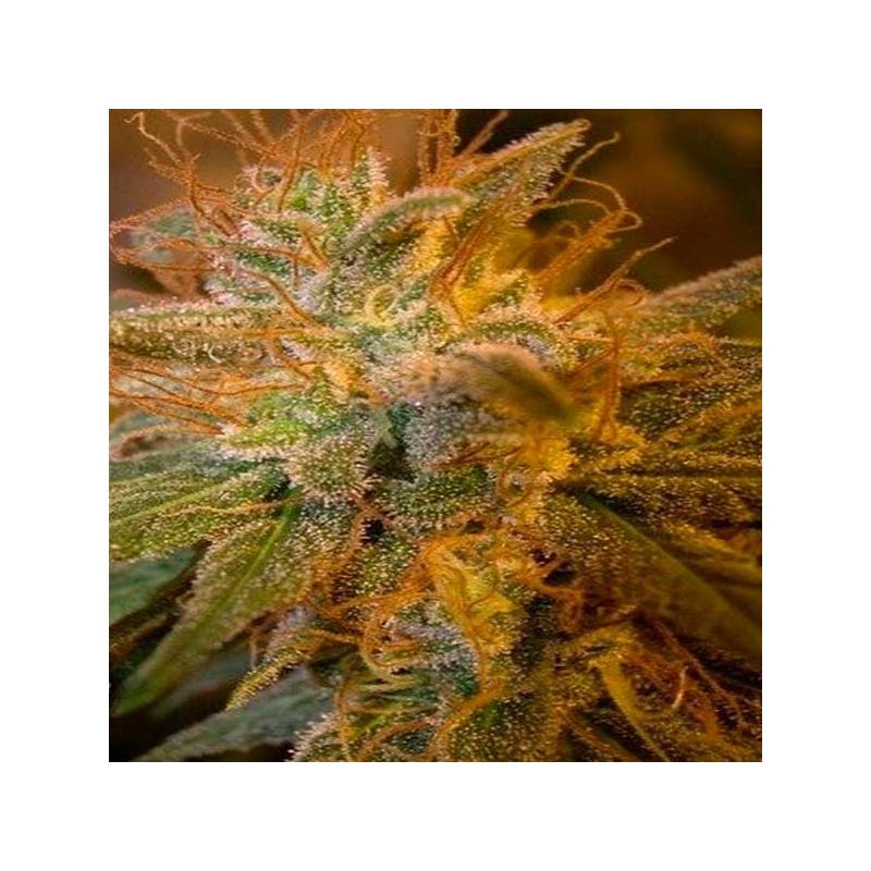 Blue Kush Berry Feminizada de Paradise Seeds