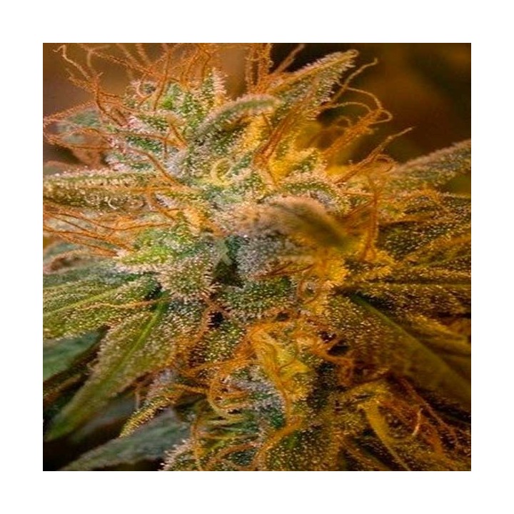 Blue Kush Berry Feminizada de Paradise Seeds