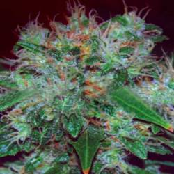 Blue Funk Autofloreciente Feminizada de Expert Seeds