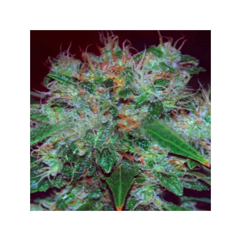 Blue Funk Autofloreciente Feminizada de Expert Seeds