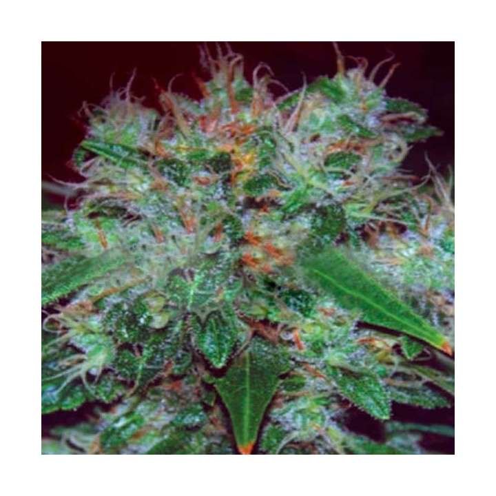 Blue Funk Autofloreciente Feminizada de Expert Seeds
