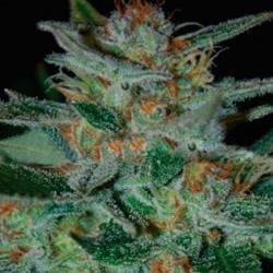 Blue Funk Feminizada de Expert Seeds