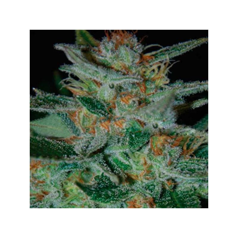 Blue Funk Feminizada de Expert Seeds