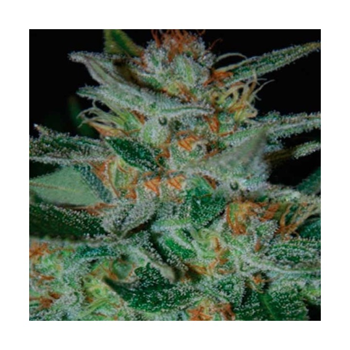 Blue Funk Feminizada de Expert Seeds
