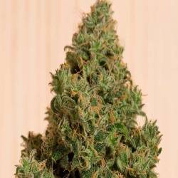 Blue Dream CBD Feminizada de Humboldt Seeds