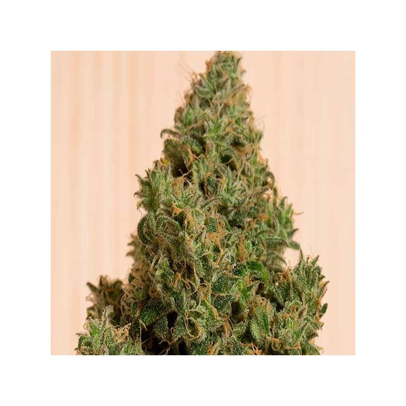 Blue Dream CBD Feminizada de Humboldt Seeds