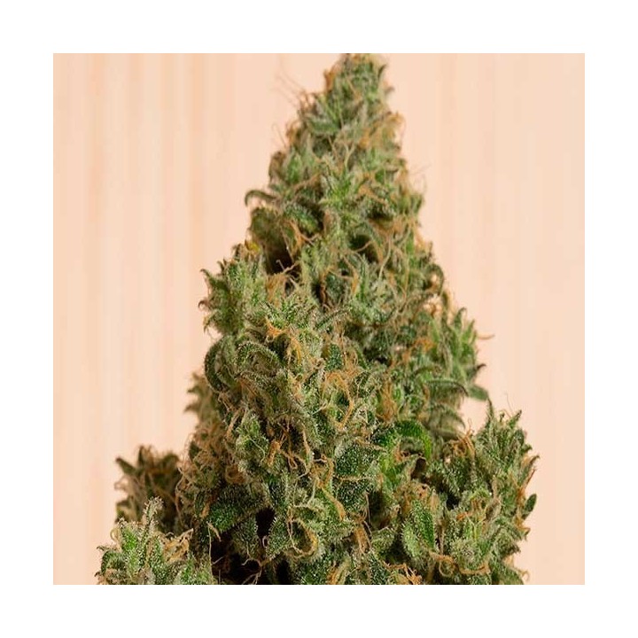 Blue Dream CBD Feminizada de Humboldt Seeds