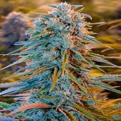 Blue Dream Feminizada de Blimburn Seeds