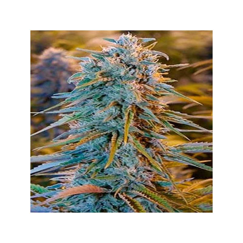 Blue Dream Feminizada de Blimburn Seeds