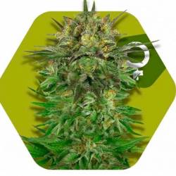 Blue Brilliant Feminizada de Zambeza Seeds